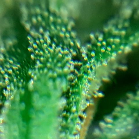 Buddhas Sister growlog photo: Klar bis milchig