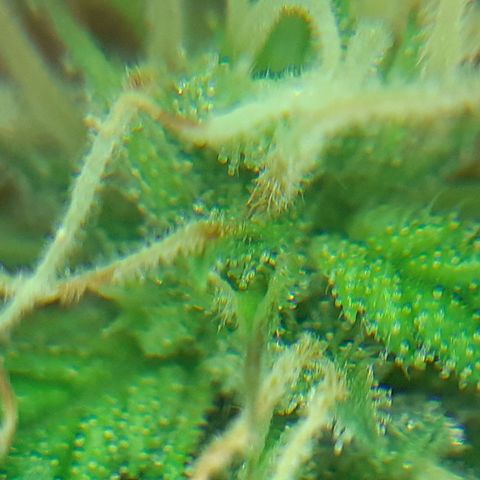 Buddhas Sister growlog photo: Klar bis milchig