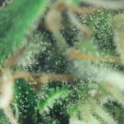 Buddhas Sister growlog photo: Klar bis milchig