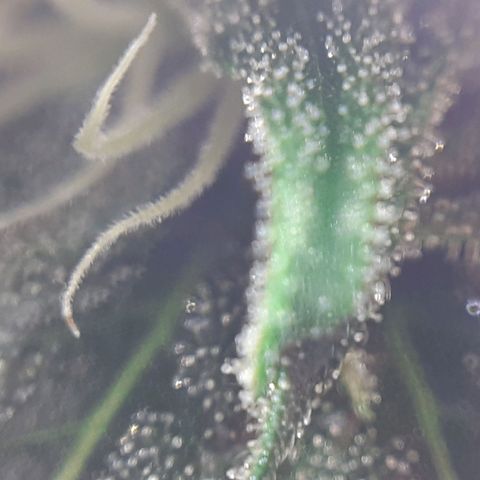 Pink Kush growlog timeline photo