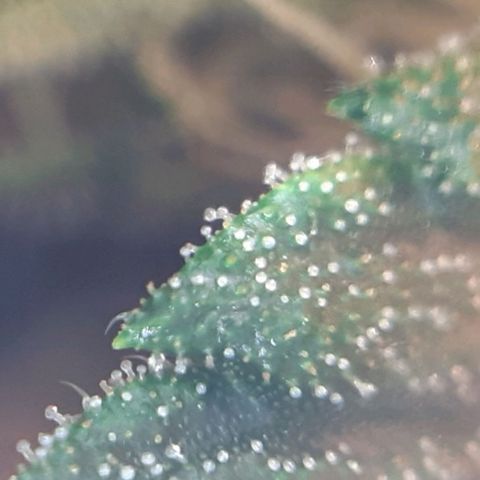 Pink Kush growlog timeline photo