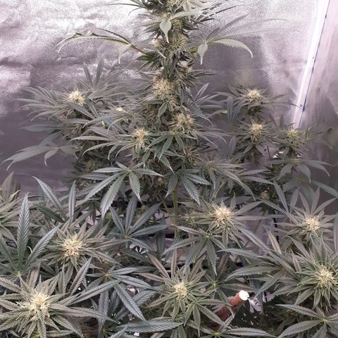 Buddhas Sister growlog timeline photo