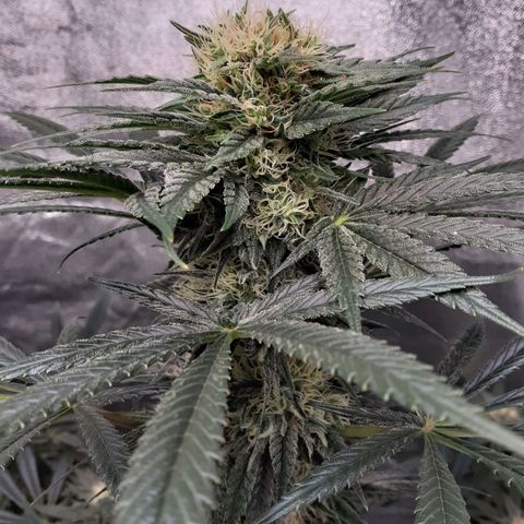 Buddhas Sister growlog timeline photo