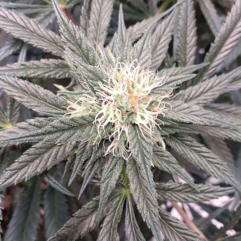 Buddhas Sister growlog timeline photo
