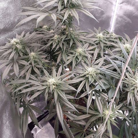Pink Kush growlog timeline photo