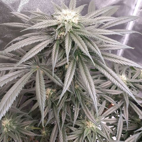 Pink Kush growlog timeline photo