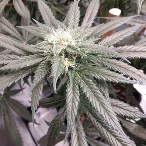 Pink Kush growlog timeline photo