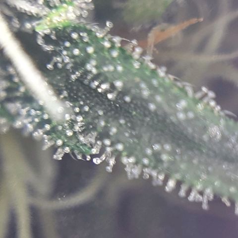 Buddhas Sister growlog photo: 10-14 days to harvest