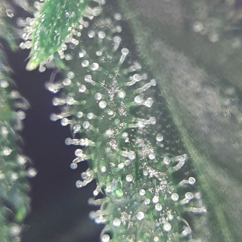 Buddhas Sister growlog photo: 10-14 days to harvest
