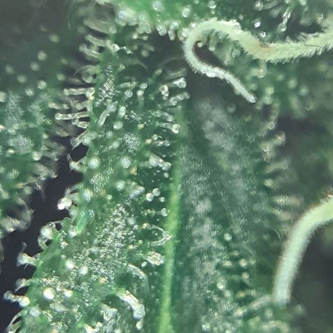 Buddhas Sister growlog photo: 10-14 days to harvest