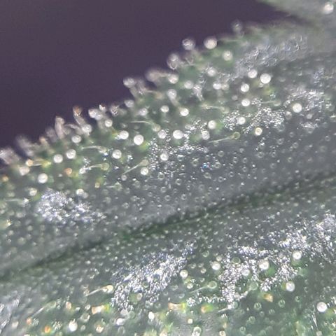 Buddhas Sister growlog photo: 10-14 days to harvest