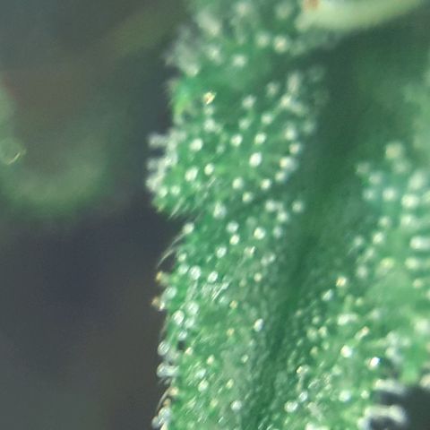 Buddhas Sister growlog photo: 10-14 days to harvest