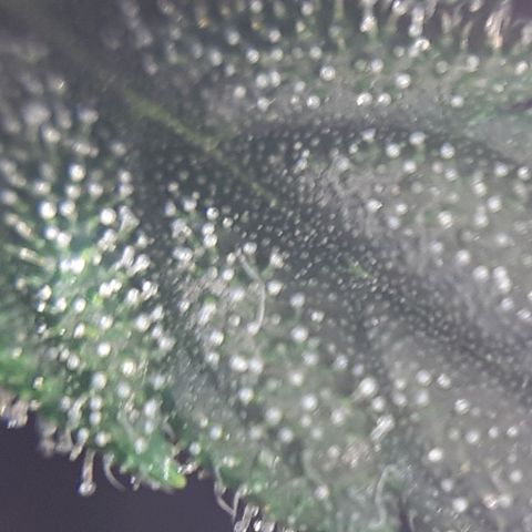 Buddhas Sister growlog photo: 10-14 days to harvest