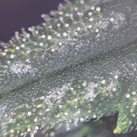 Buddhas Sister growlog photo: 10-14 days to harvest