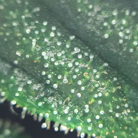 Buddhas Sister growlog photo: 10-14 days to harvest
