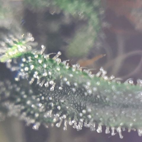 Buddhas Sister growlog photo: 10-14 days to harvest