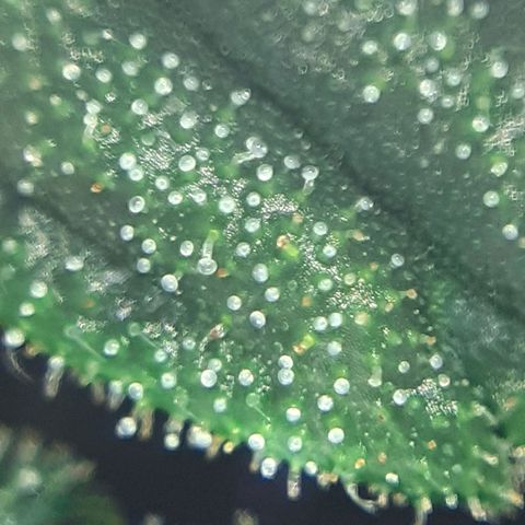 Buddhas Sister growlog photo: 10-14 days to harvest