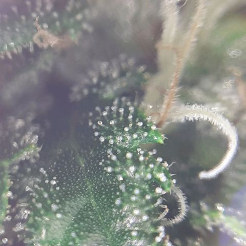 Pink Kush growlog photo: Not so far jet.