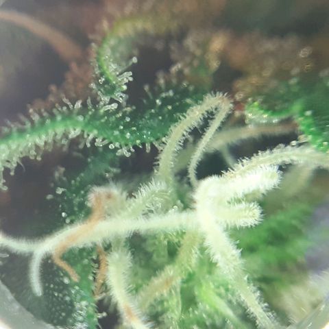 Pink Kush growlog photo: Not so far jet.