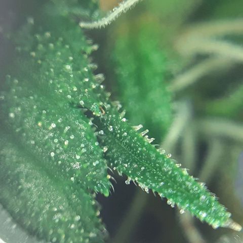 Pink Kush growlog photo: Not so far jet.