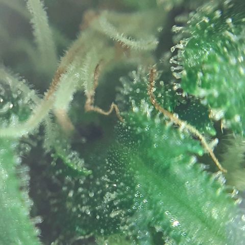 Pink Kush growlog photo: Not so far jet.