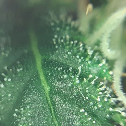 Pink Kush growlog photo: Not so far jet.