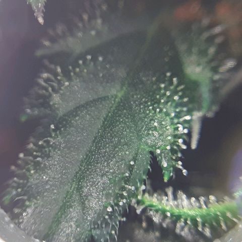 Pink Kush growlog photo: Not so far jet.