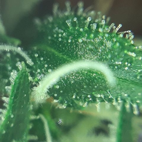Pink Kush growlog photo: Not so far jet.