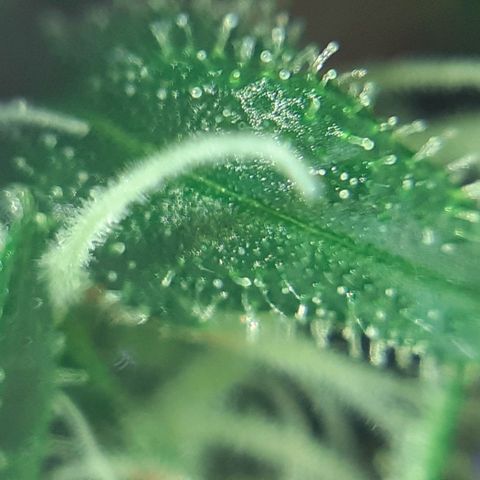 Pink Kush growlog photo: Not so far jet.