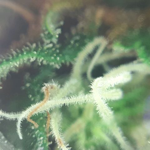 Pink Kush growlog photo: Not so far jet.