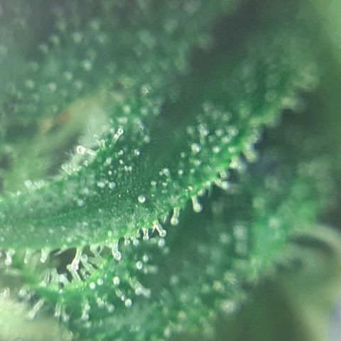Pink Kush growlog photo: Not so far jet.