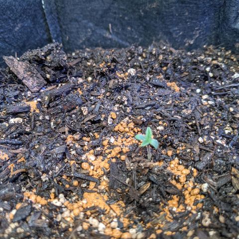 White Widow growlog photo: Four little sprouts 
