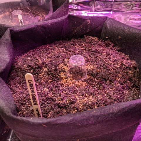 White Widow growlog photo: Three seeds planted with smaller humidity dome and larger humidity dome