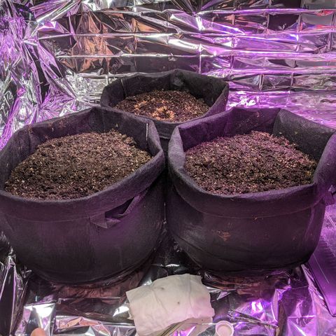 White Widow growlog photo: Three seeds planted with smaller humidity dome and larger humidity dome