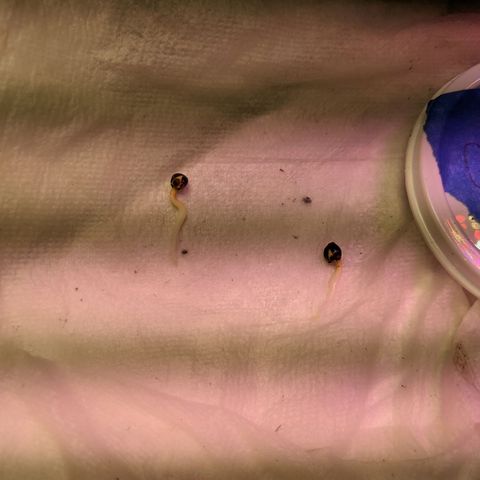 White Widow growlog photo: Three seeds planted with smaller humidity dome and larger dome also