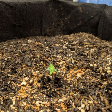 White Widow growlog photo: New dimmable lights installed and set to 40,%