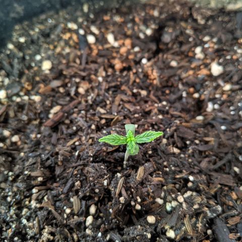 White Widow growlog photo: Wet tops of soil and cleaned humidity domes 