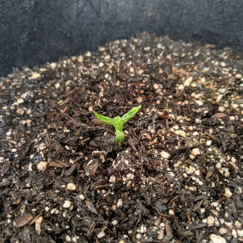 White Widow growlog photo: Wet tops of soil and cleaned humidity domes 