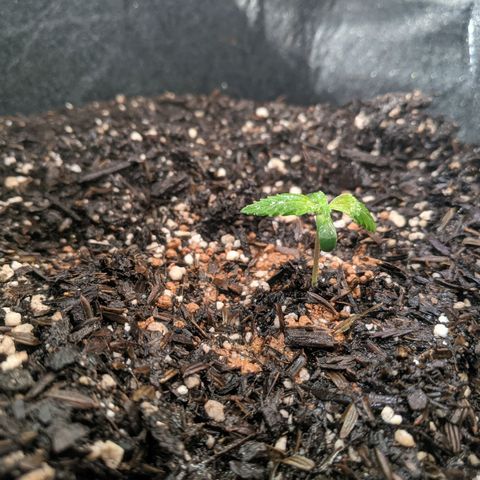 White Widow growlog photo: Wet tops of soil and cleaned humidity domes 