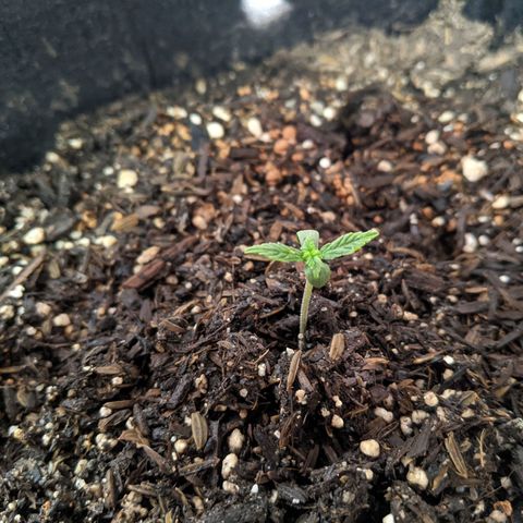 White Widow growlog timeline photo