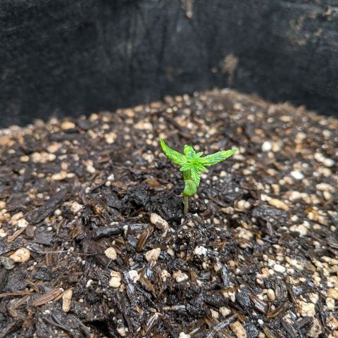 White Widow growlog timeline photo