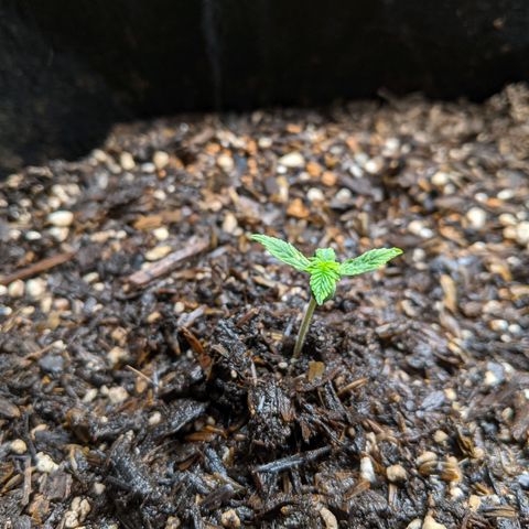 White Widow growlog timeline photo