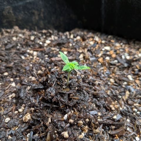 White Widow growlog timeline photo