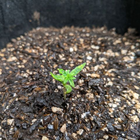 White Widow growlog timeline photo