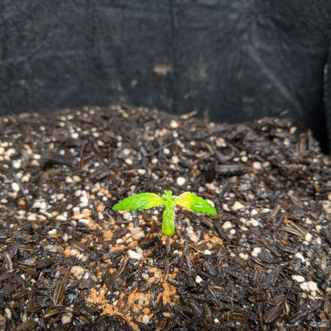 White Widow growlog timeline photo