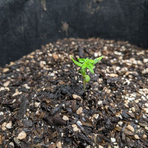 White Widow growlog timeline photo