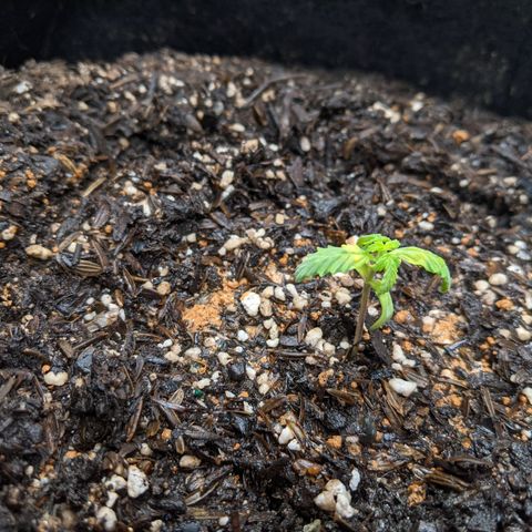 White Widow growlog timeline photo