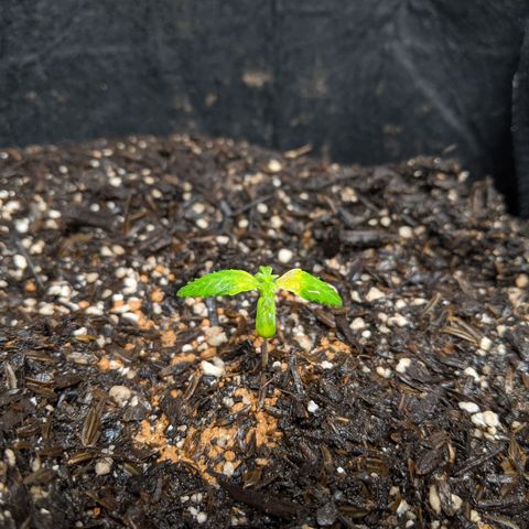 White Widow growlog timeline photo