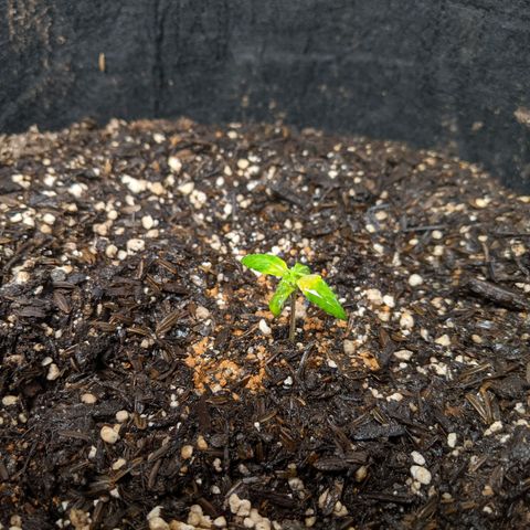 White Widow growlog timeline photo