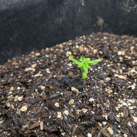 White Widow growlog timeline photo